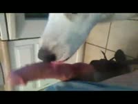 Dog giving blowjob to a fat cock